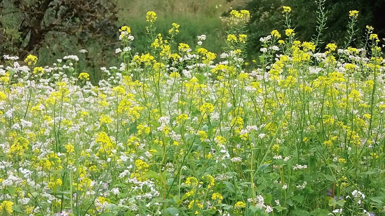 COVID recovery with herbs