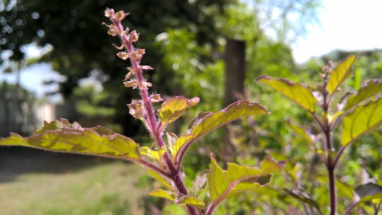 antiviral herbs