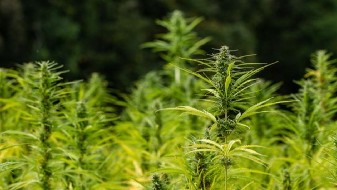 hemp for stress and pain